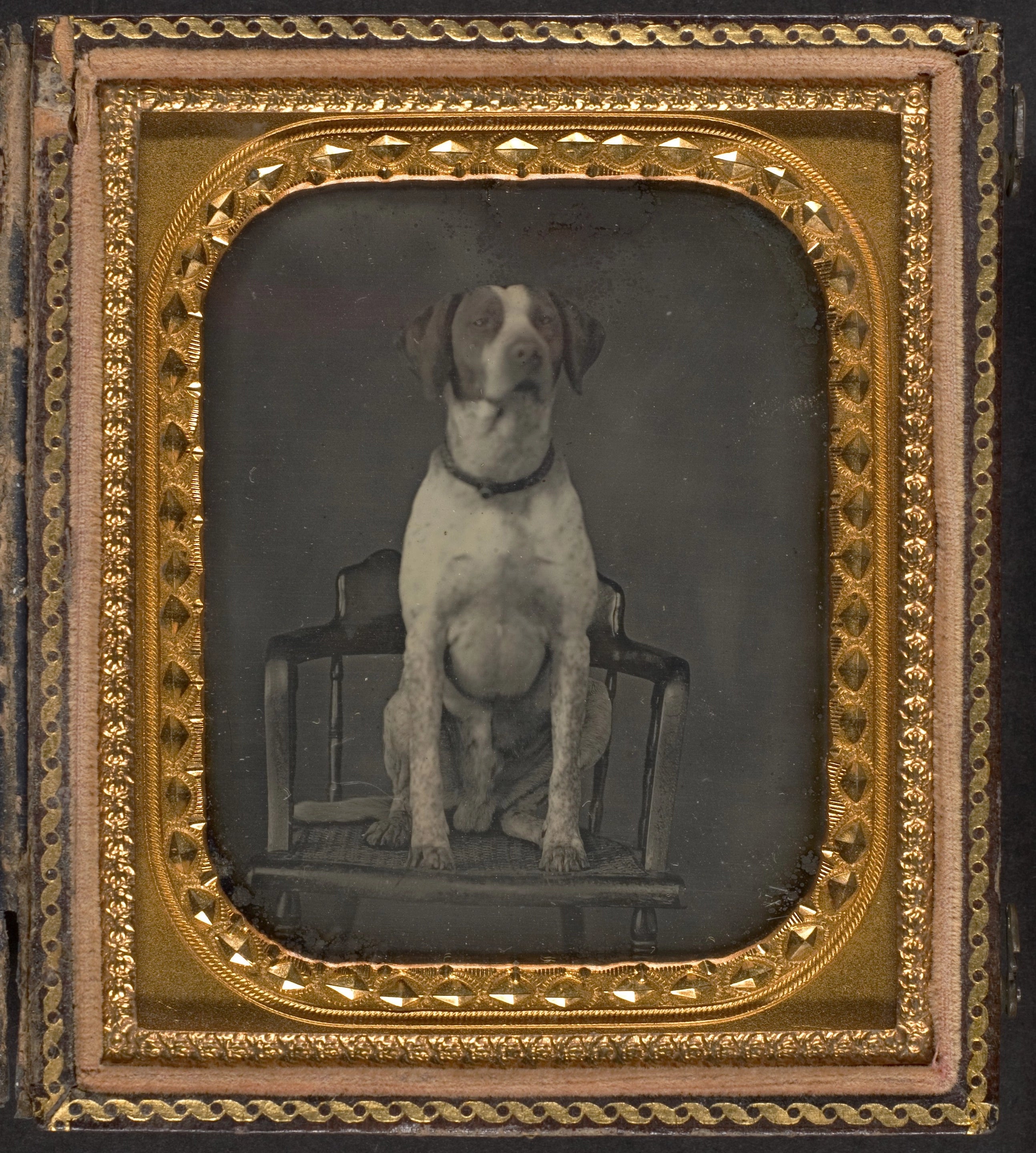 An old photo of a dog sitting in a chair.