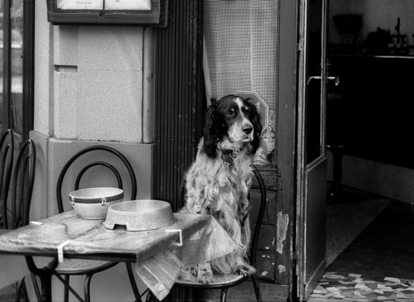 A dog sitting on a chair next to a table.