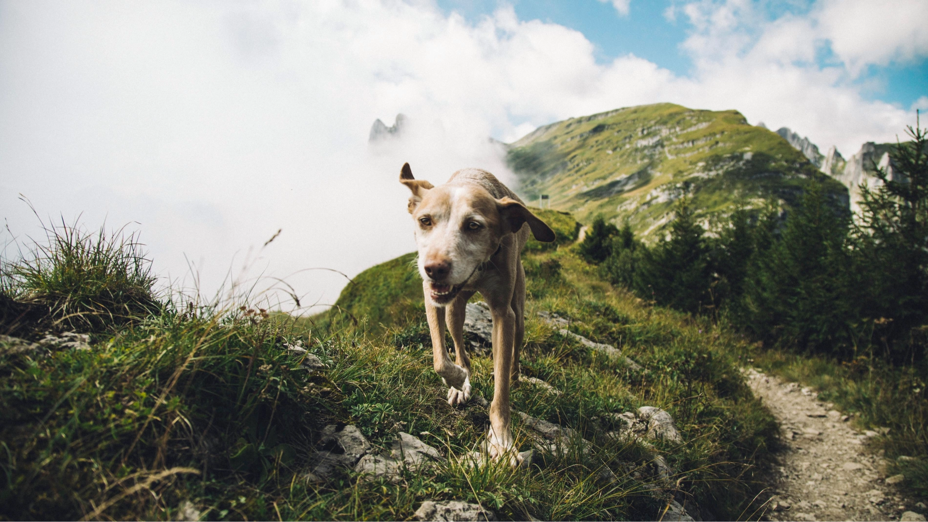 A dog standing on top of a lush green hillside.