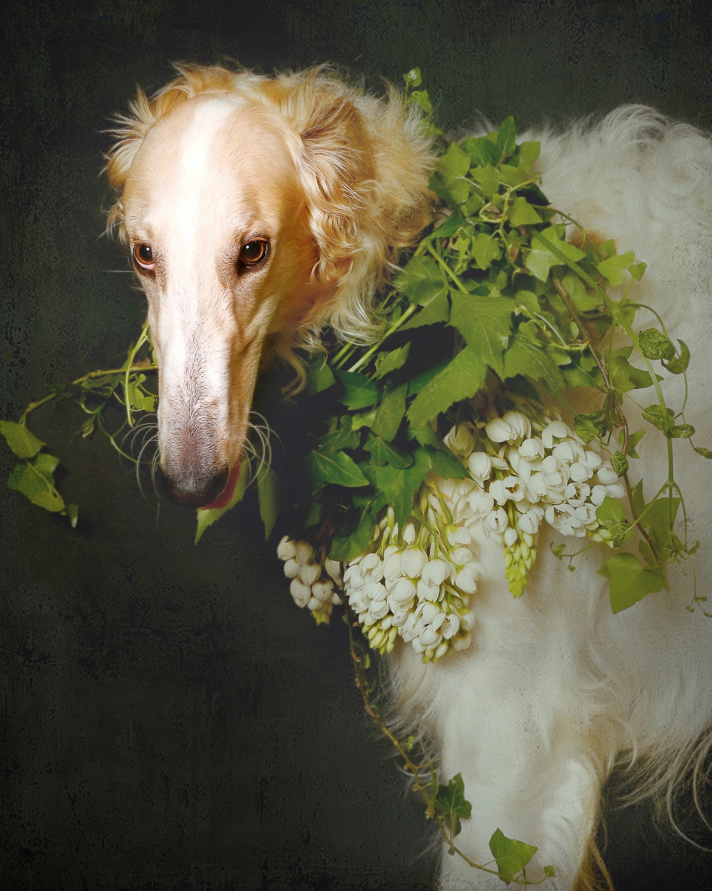 A dog with a bunch of flowers in its mouth.