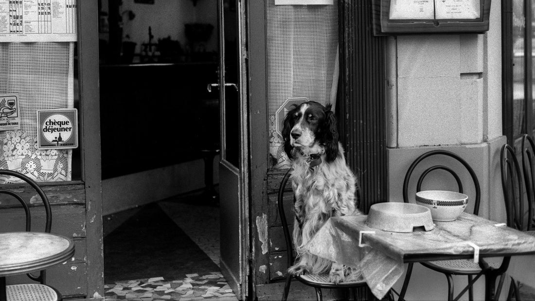 A Simple Switch: How an Organic, Whole Food Diet Extends Your Pet’s Life