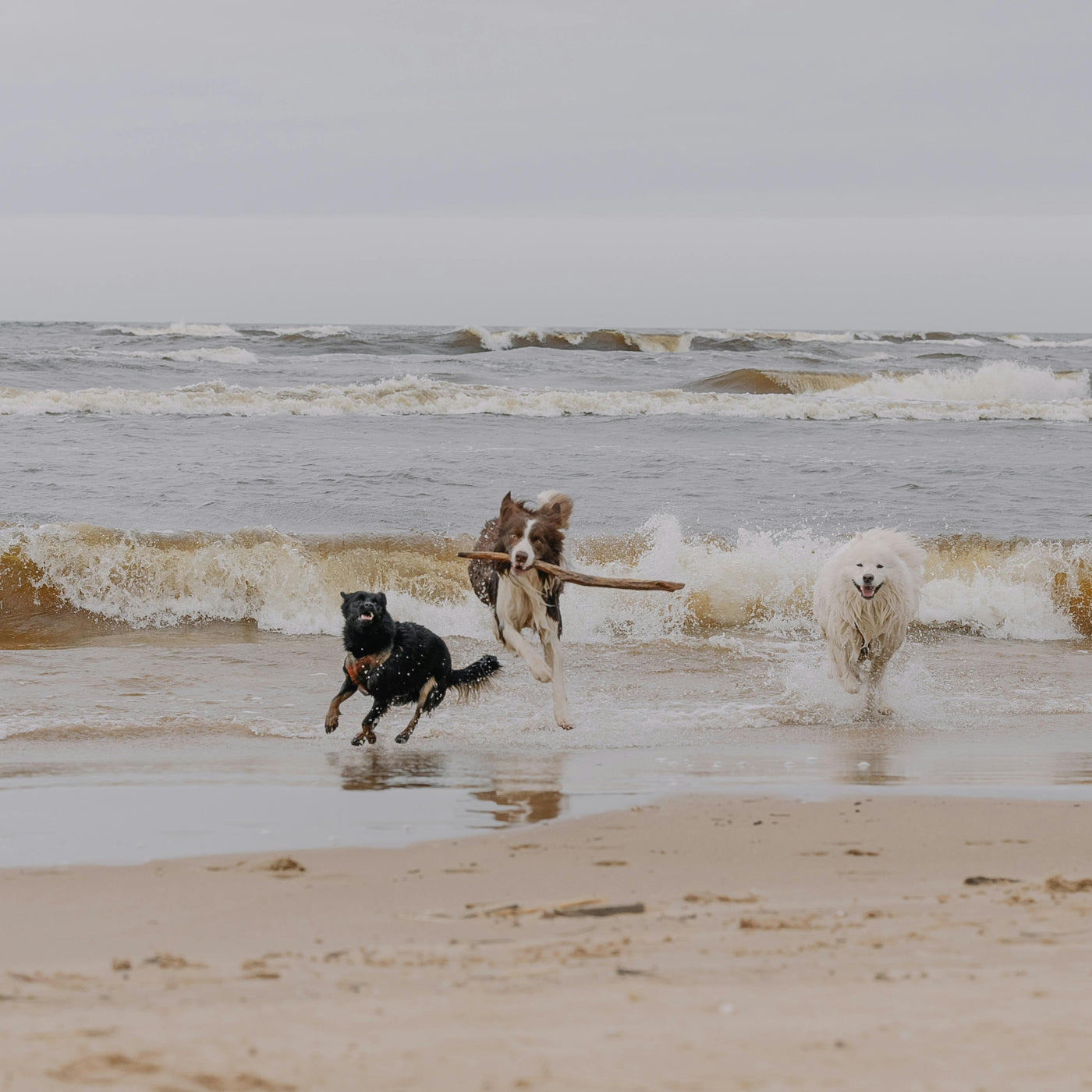 A Wellness Lover’s Guide to Visiting Southern California with Your Dog