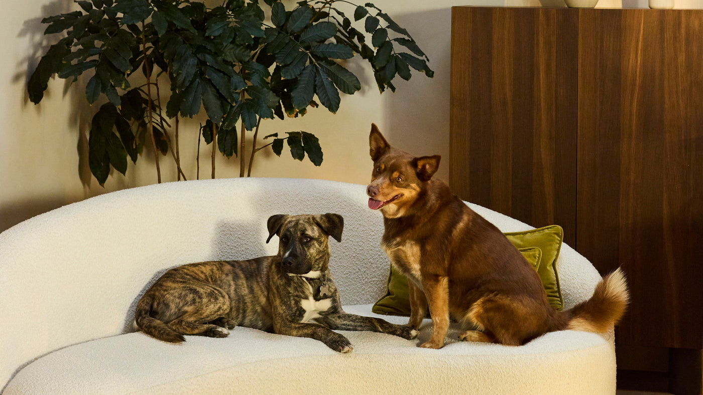 Why Your Pet and Microplastics Are a Bad Match