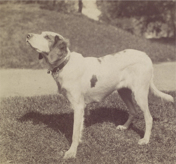 A dog standing on top of a grass covered field.