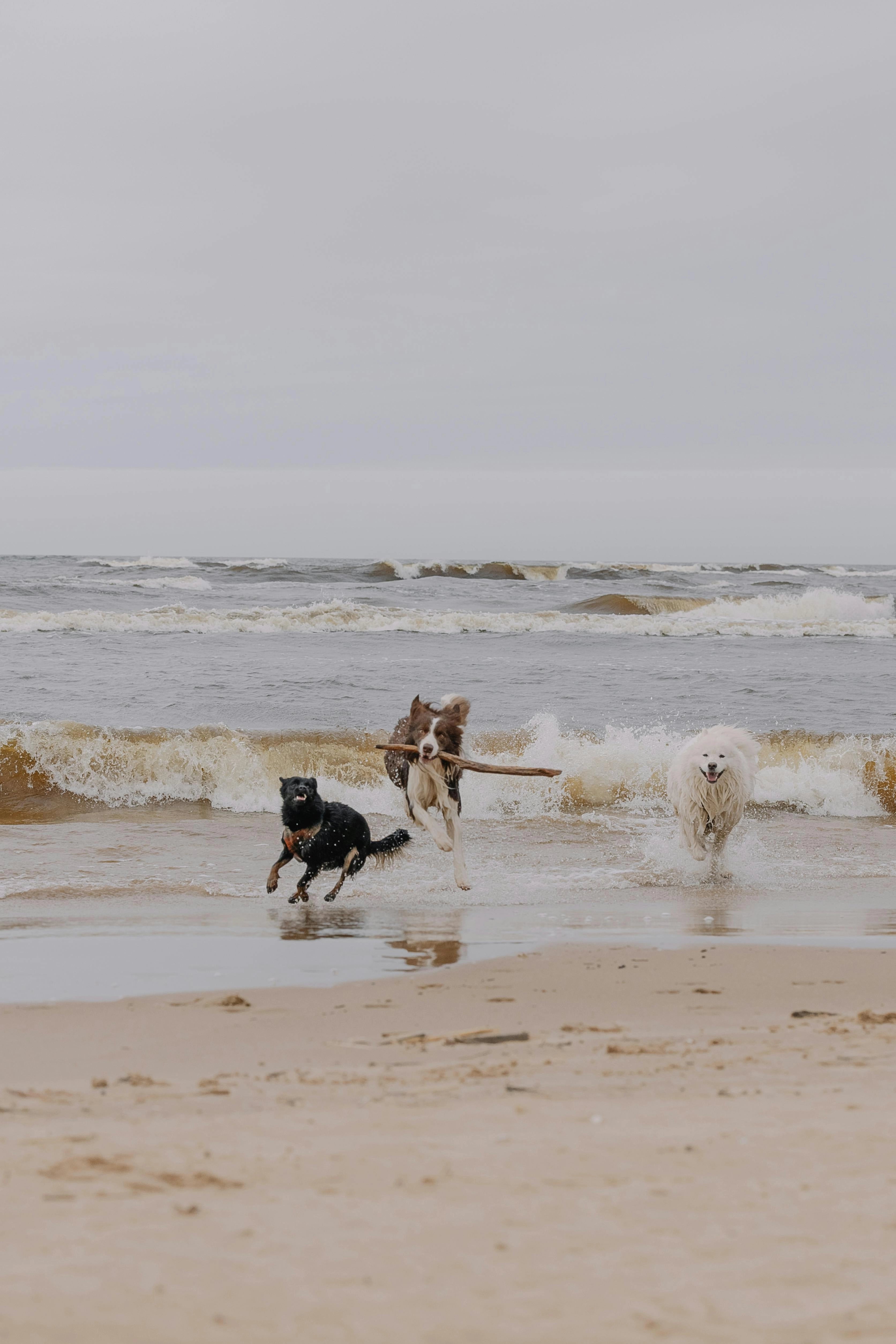 A couple of dogs running on top of a beach.