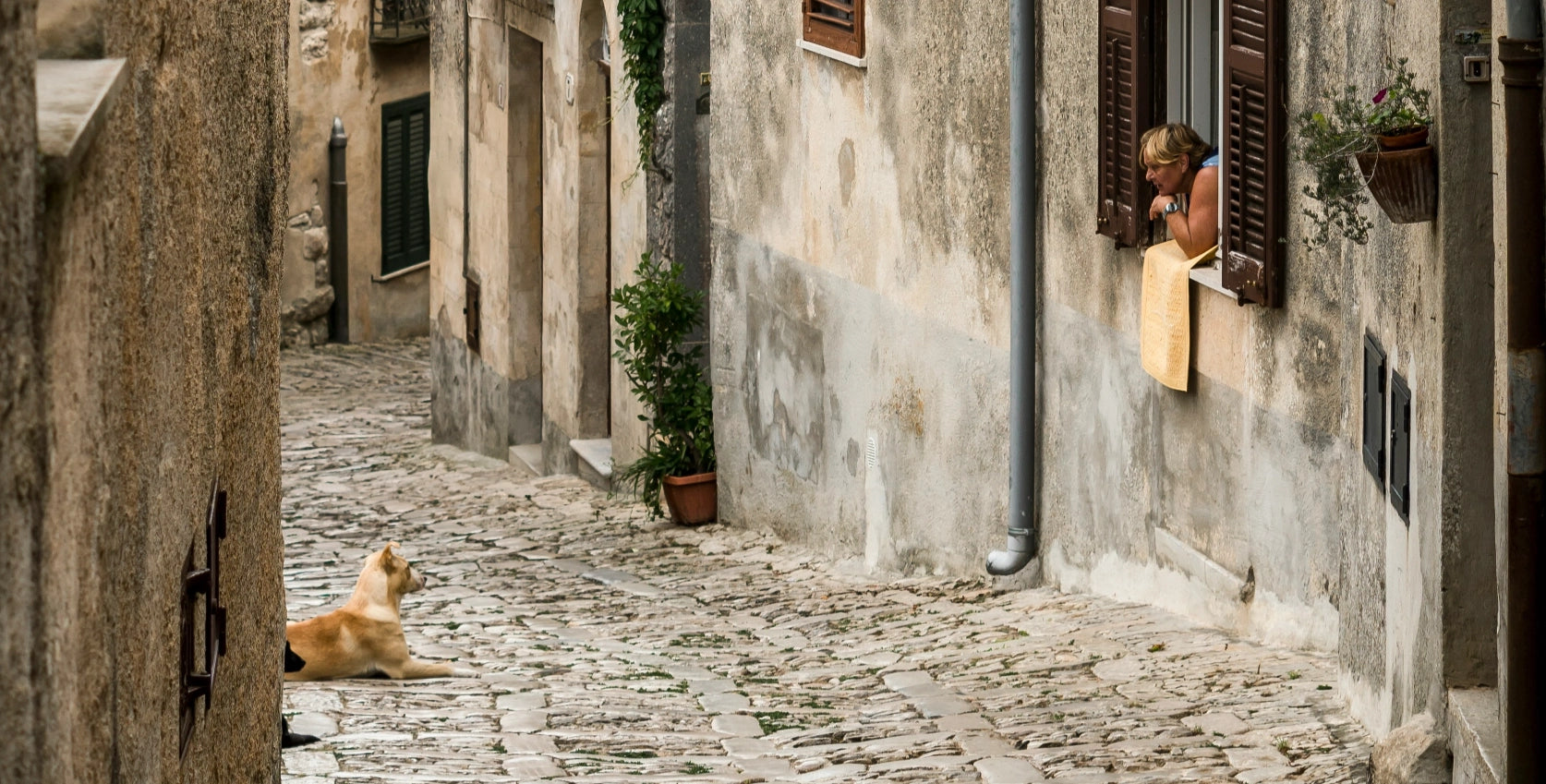 A cat sitting on a cobblestone street looking out a window.