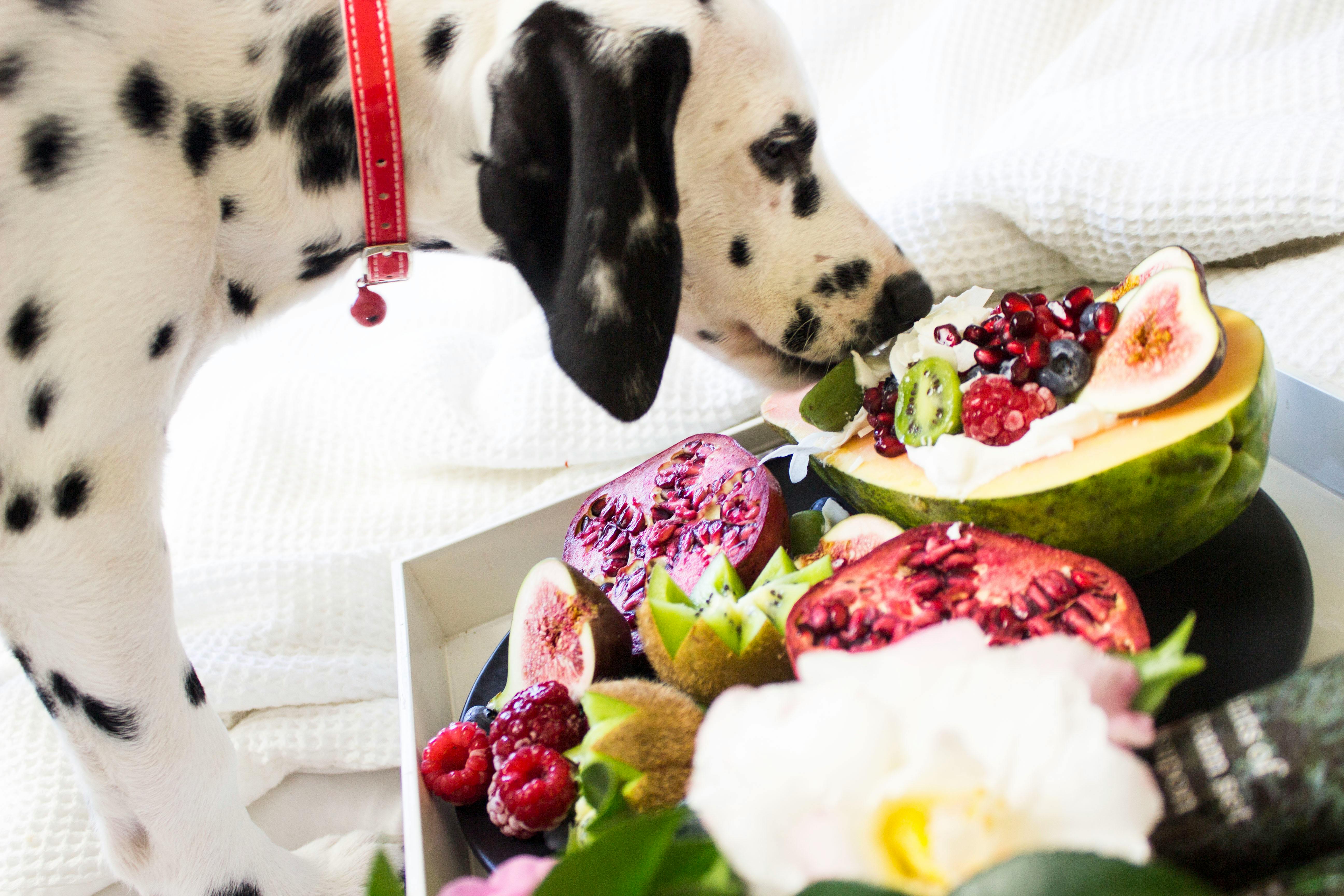 A dalmatian dog sniffing a plate of fruit.